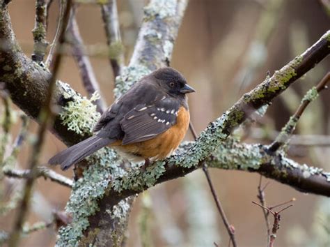 "Spotted Towhee" Images – Browse 535 Stock Photos, Vectors, and Video ...