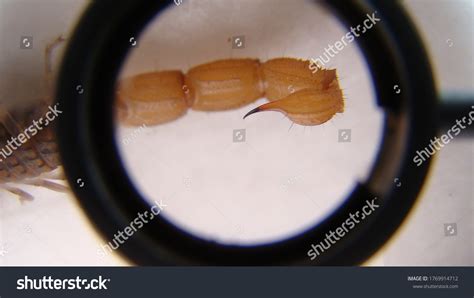 Closeup Scorpion Stinger Study Biomechanical Anatomical Stock Photo ...