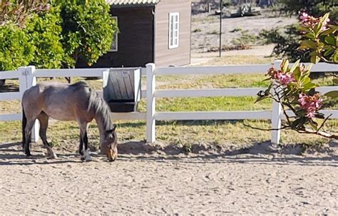 MEET MEADOW - Sky Ranch Sanctuary