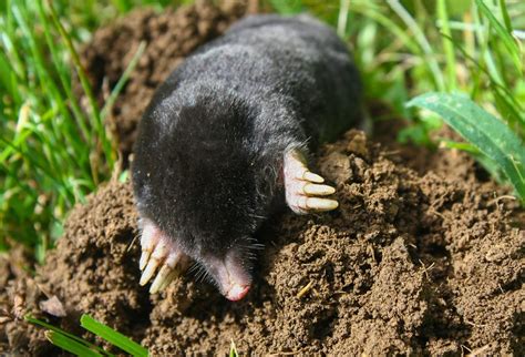 How To Get Rid Of Ground Moles With Dawn Soap - Dear Adam Smith