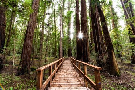 Hendy Woods State Park | North Coast - Kingdom California