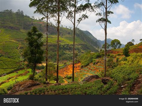 Nuwara Eliya Tea Image & Photo (Free Trial) | Bigstock