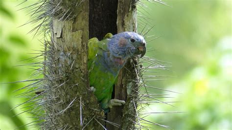 Blue-headed Parrot | MarkEisingBirding