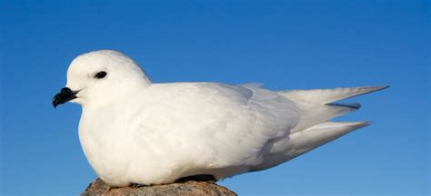 The Beautiful Snow Petrel | Critter Science