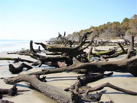 wassaw national wildlife refuge - Google Search | National wildlife refuge, Places to visit, Trip