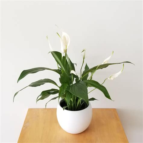 Peace Lily | InteriorPlants.ca