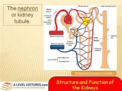 Structure and function of the kidneys - YouTube