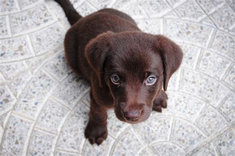 50+ Brown Dog Names for Chocolate Puppies – Pick the Best!