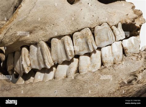 Rhinoceros teeth hi-res stock photography and images - Alamy