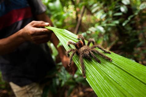 Spiders Of The Amazon - Rainforest Cruises