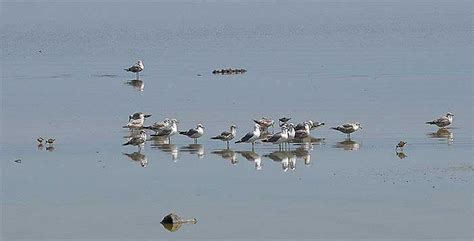 Bird Watching at the Sonny Bono Salton Sea National Wildlife Refuge - DesertUSA