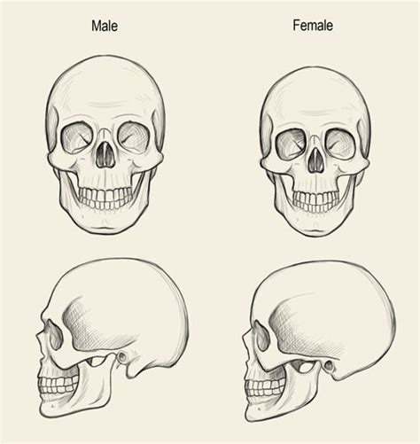 Human skull drawing, Skull drawing, Skull art