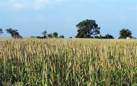 Pearl Millet, Bajra, Cultivation, lingsugur, raichur, karnataka HD ...