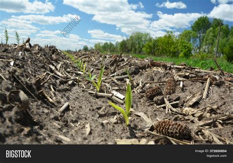 Corn After Corn Image & Photo (Free Trial) | Bigstock