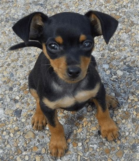 Miniature Pinscher Puppies For Sale | Las Vegas, NV #207797