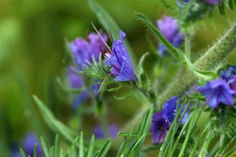 Ultimate Guide to Hyssop Flower Meaning, Types, and Uses - Petal Republic