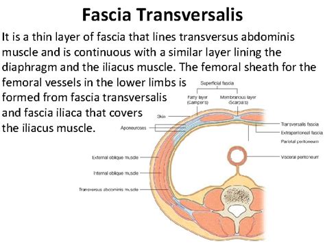 Anterior Abdominal Wall Abdomen Pelvis Perineum Unit Lecture