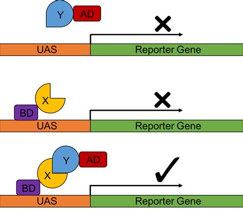 The Yeast Two-Hybrid Assay in Plants - Lifeasible