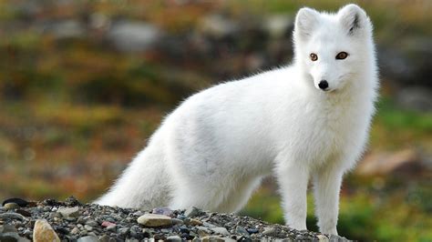 Arctic Fox Wallpapers Images Photos Pictures Backgrounds