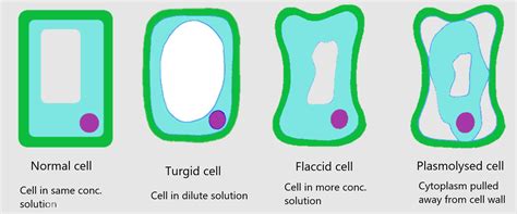 Movement In And Out Of Cells - IGCSE Biology Notes (2020)