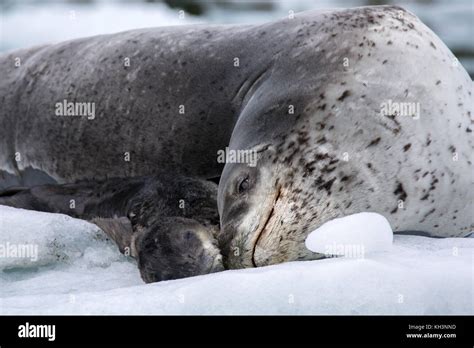 A leopard seal mother with pup on ice in Parry fjord, near Karukinka ...