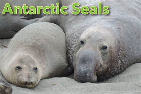 Antarctic Seals List: Pictures, Facts & Information. Seals In Antarctica.