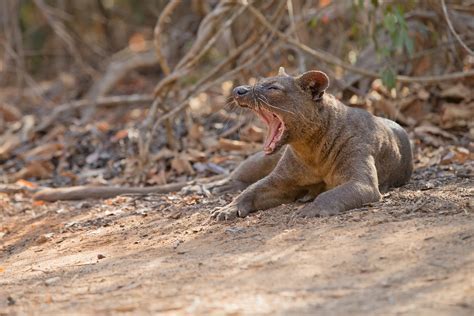 Madagascar Wildlife Photography Tours - Wildlife Photo Safaris