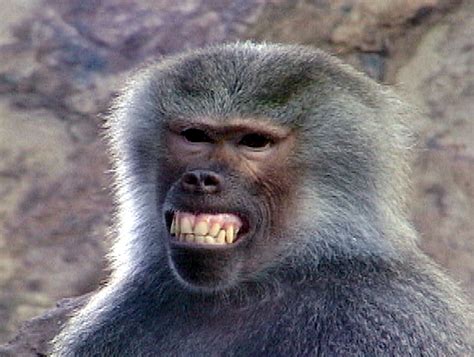 awkward smile African Wildlife, Baboon, Gorilla, Mists, Giraffe, How Are You Feeling, Animals ...