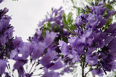 Jacaranda mimosifolia Purple flowers on a tree 22186823 Stock Photo at ...