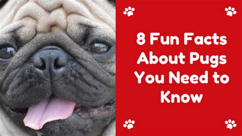 8 Fun Facts about Pug Dog You Need to Know | Lucky Pug