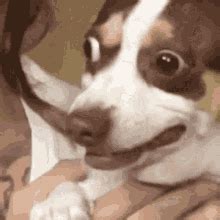 Surprised Dog GIFs | Tenor