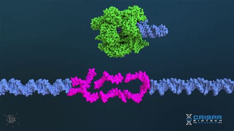 Dna CRISPR-Cas9 molecular medical animation - YouTube