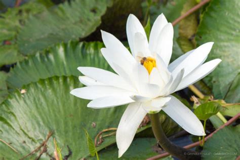 The Giant Water Lily - Guyana's National Flower (Formerly The Victoria Regia Lily) - Things Guyana