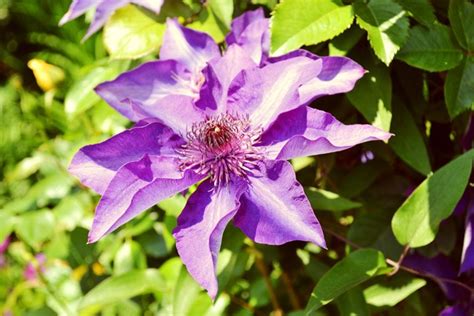 A beautiful day: Bridge of Flowers- Shelburne Falls, Ma - I am a Honey Bee