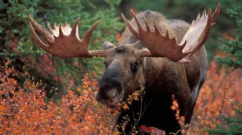 10 Gigantic Facts About Moose | Mental Floss