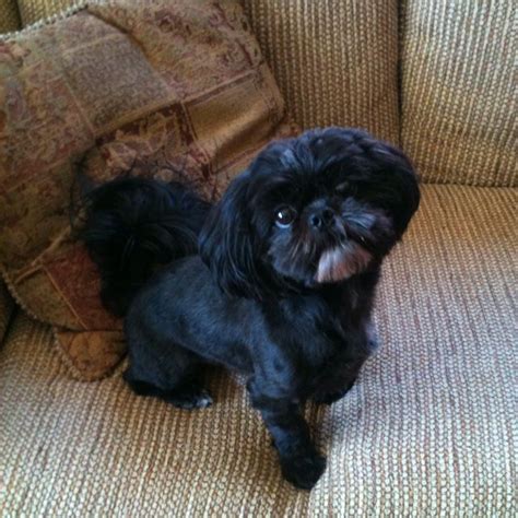 Black Shih Tzu Dogs