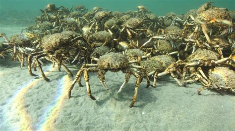 Giant crab horde gathers in Australia - BBC News