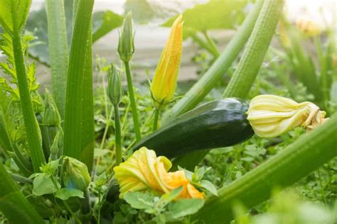 Should I Cut The Dead Leaves Off My Zucchini Plant?