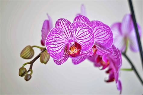 Orchid Flowers Drooping | Best Flower Site