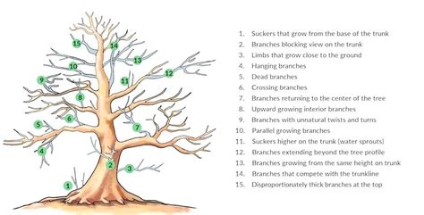 How To Prune A Fig Tree Pruning Bonsai Illustration In Container Trees Video