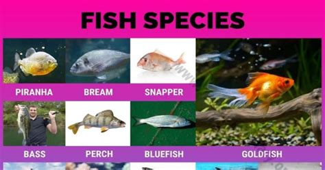 Types of Fish: Interesting List of 50 Different Fish Species around the ...