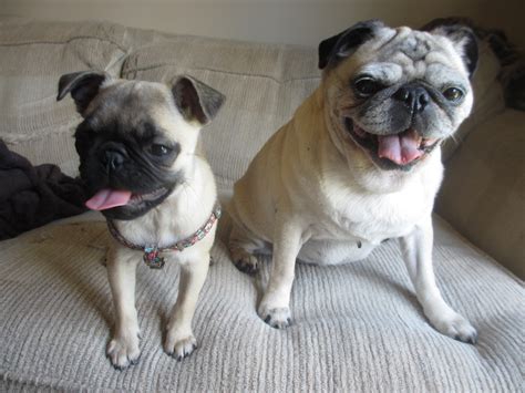 cute dog names for pug puppies and adult pugs - Frank Loves Beans