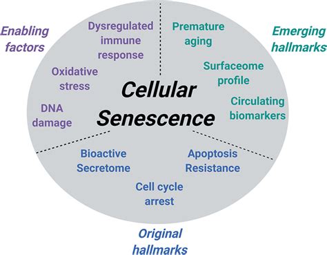 Enabling factors and hallmarks of cellular senescence. Cellular ...