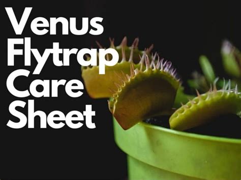 Venus Flytrap Care Sheet | Carnivorous Plants Tips