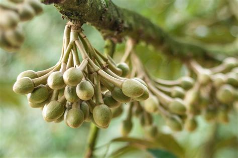 durian flower | Durian, Flowers, Plants