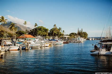 Pacific Whale Foundation Lahaina Dinner Cruise Review