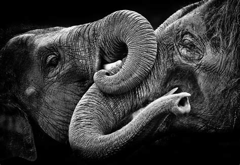 Download Monochrome Animal Asian Elephant HD Wallpaper