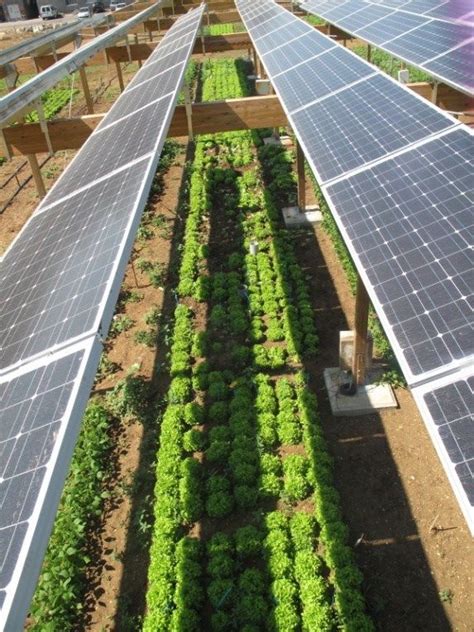 Combining solar photovoltaic-panels and food-crops for optimizing land use | Solar farm, Solar ...