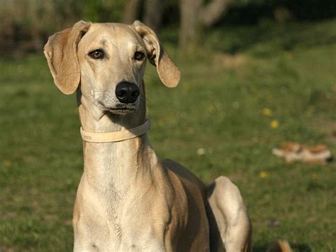 SLOUGHI/ARABIAN GREYHOUND | Greyhound dog breed, Grey hound dog, Greyhound