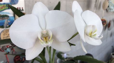 ID 001 - White phalaenopsis hybrid Feb 2014 Phalaenopsis, Orchids, Hybrids, Plants, White ...